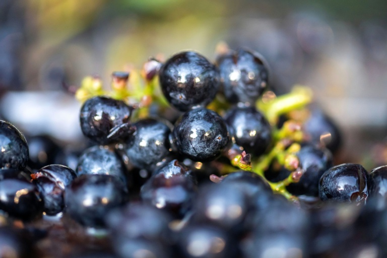 Des raisins fraîchement récoltés dans les vignobles de la coopérative viticole de Correns, dans le Var, le 17 août 2026