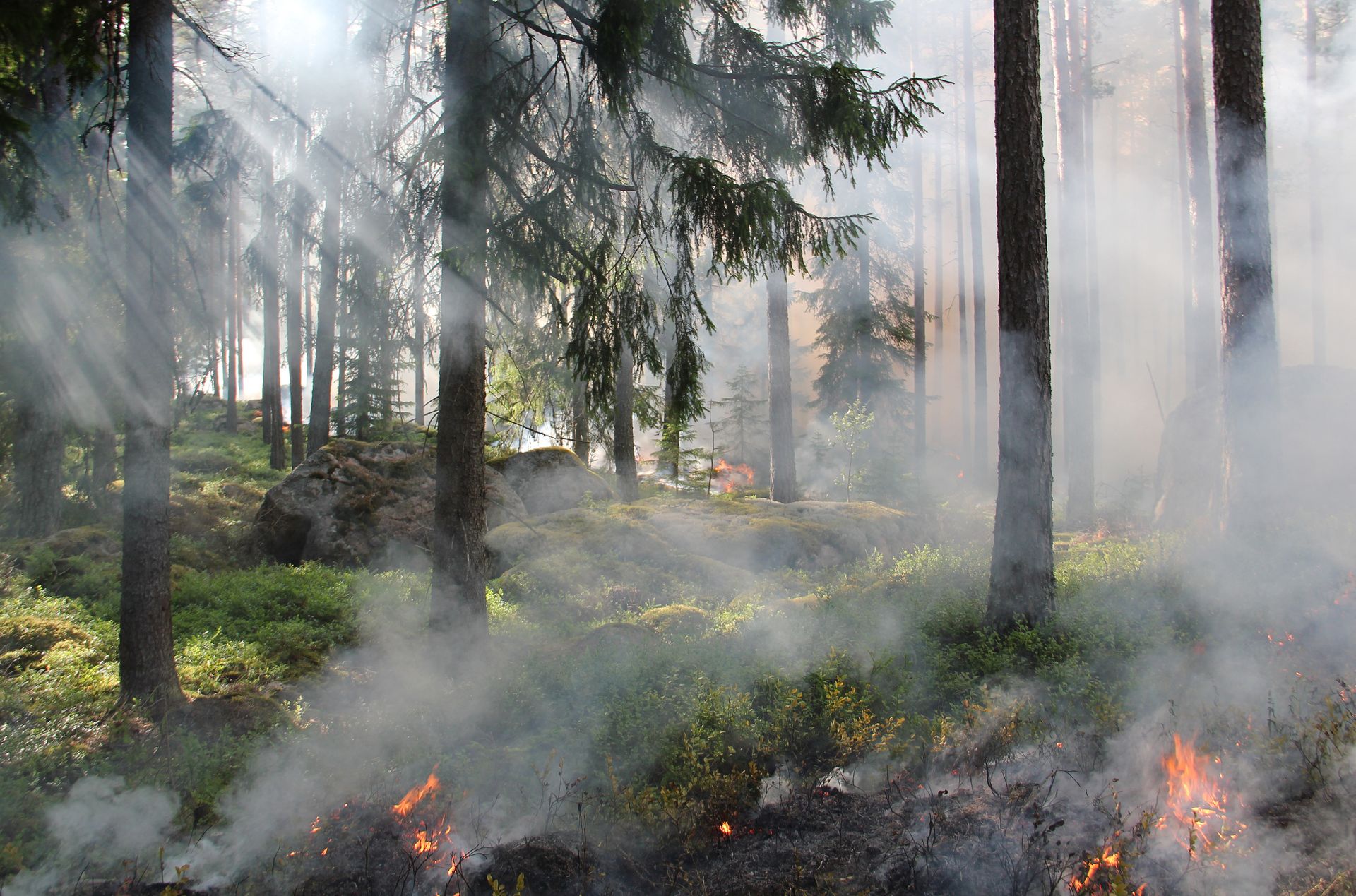 Forêt de Fontainebleau : les associations dénoncent une forêt fermée… sauf pour les tirs sanitaires