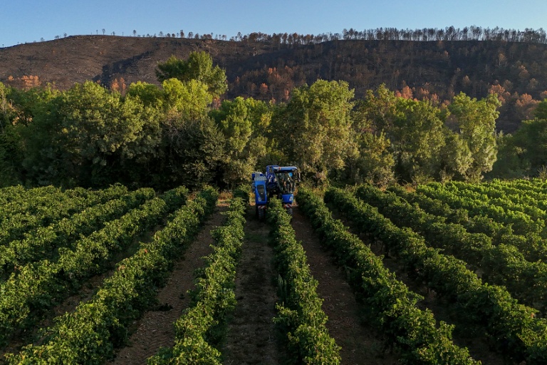 Les vendanges à Correns, le 17 août 2026 dans le Var