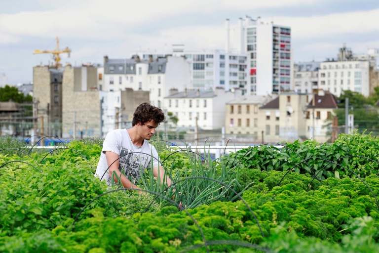 Un employé de la ferme urbaine Aéromate au milieu de ses plantations sur le toit-terrasse d'un immeuble appartenant à la RATP à Paris, le 24 août 2017