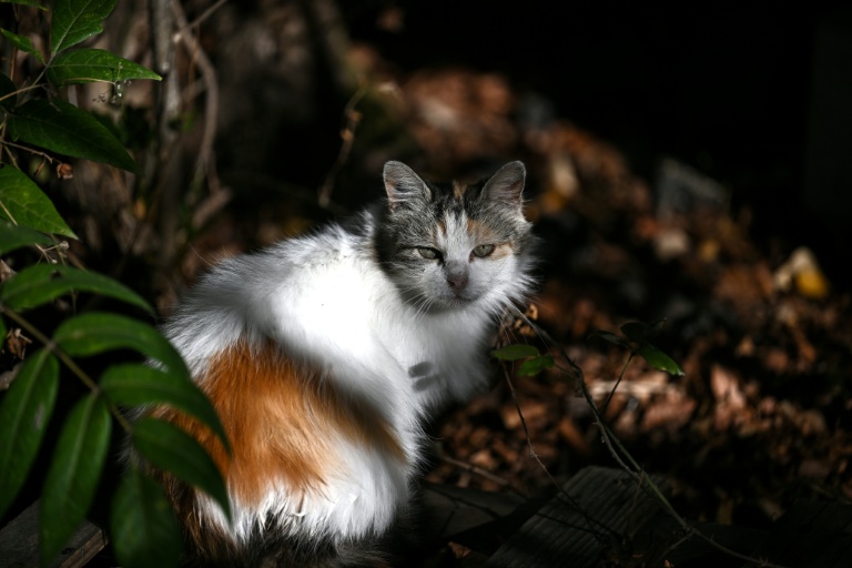 Un chat errant à Floirac, en Gironde, le 22 septembre 2026