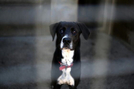 Un chien dans un refuge, représentant les animaux abandonnés en France.