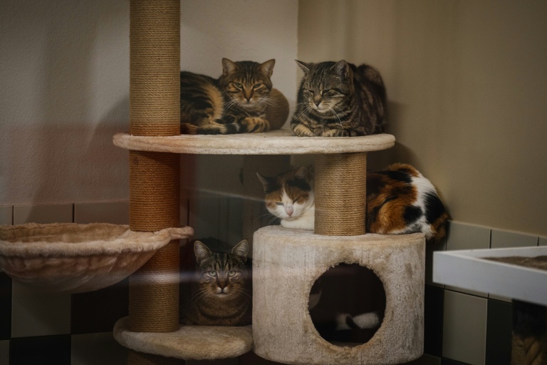 Des chats attendent d'être adoptés dans un refuge de la SPA, à Gennevilliers, près de Paris, le 7 novembre 2024