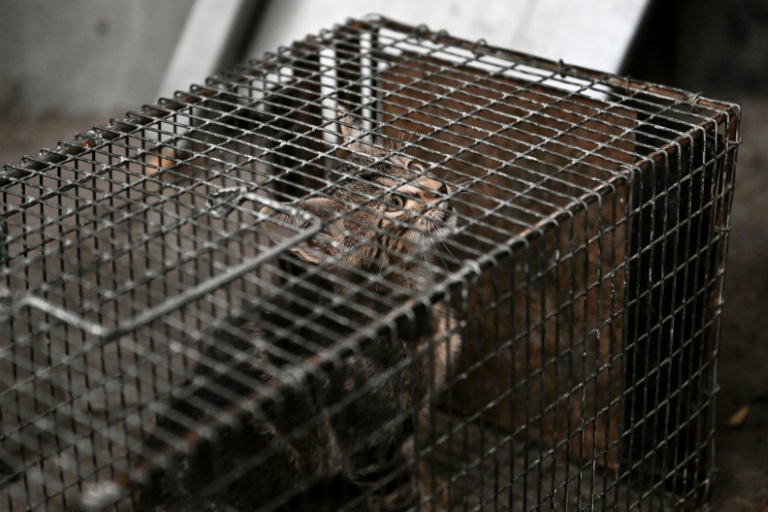 Un chat errant capturé dans une cage à Floirac en Gironde le 22 septembre 2026