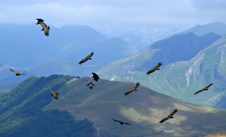 Des vautours au-dessus des montagnes d'Iraty à Larrau dans les Pyrénées-Atlantiques le 2 juillet 2026