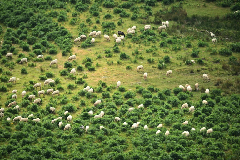 Des moutons dans les montagnes d'Iraty à Larrau dans les Pyrénées-Atlantiques le 2 juillet 2026