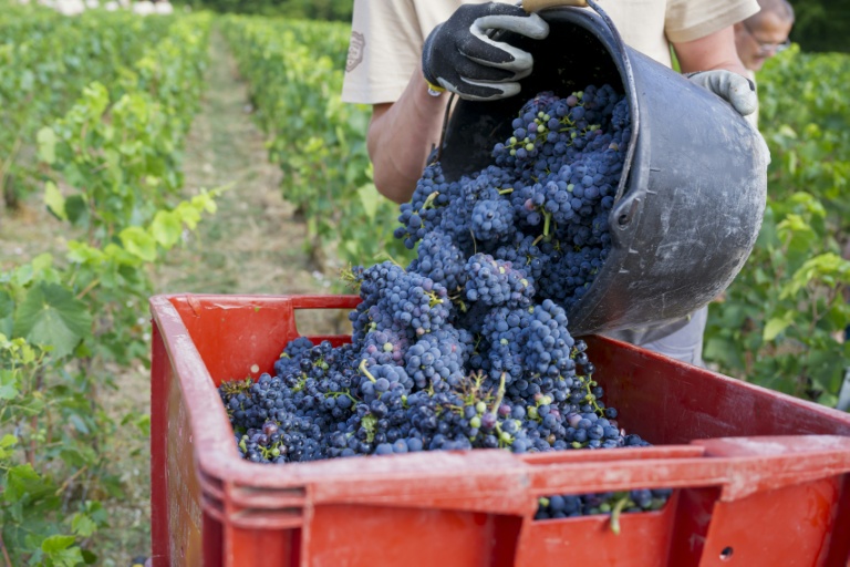 Lss vendanges en Champagne, le 18 août 2026 à Avenay-Val-d'Or, dans la Marne