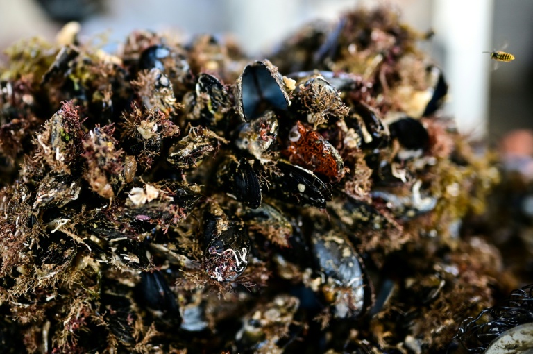 Des moules cultivées dans l'étang de Thau, à Loupian dans l'Hérault, le 9 juillet 2026