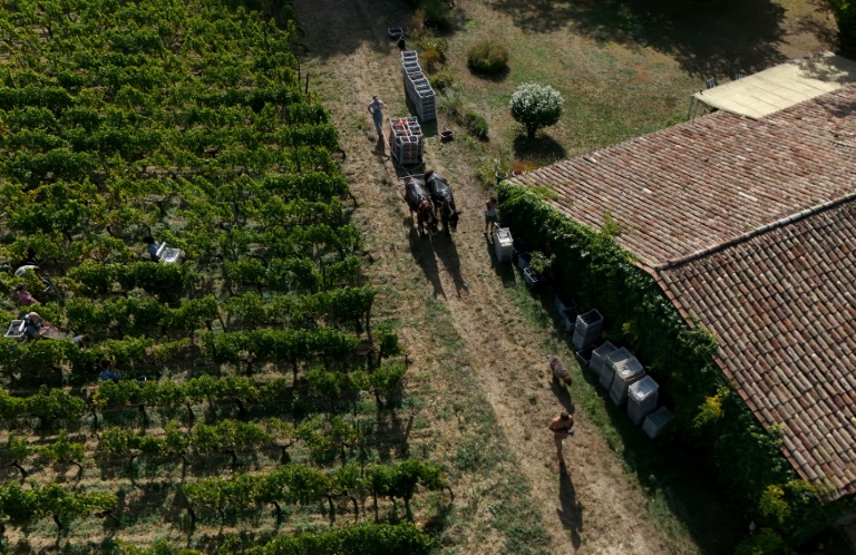 Vue aérienne sur le domaine viticole du Château Coutet, à Saint-Emilion, en Gironde, le 7 septembre 2026