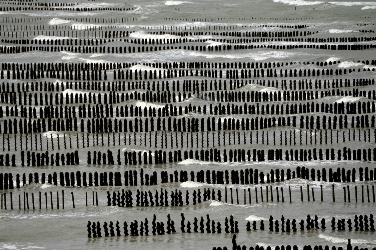 Des moules élevées sur bouchots à Saint-Brieuc le 10 août 2014