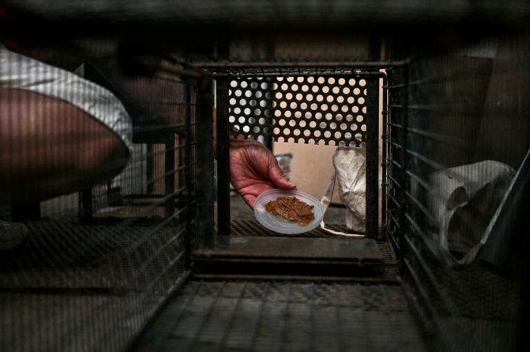 Thérèse Duhauga, présidente d'Une pensée féline, place de la nourriture dans une cage pour capturer des chats errants à Floirac en Gironde, le 22 septembre 2026