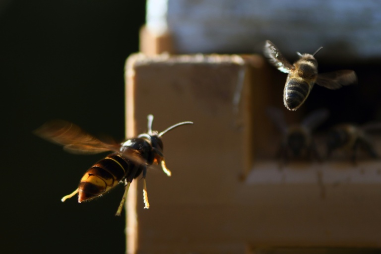 Un frelon asiatique poursuit une abeille rentrant à la ruche, le 14 septembre 2019 à Loué, dans la Sarthe