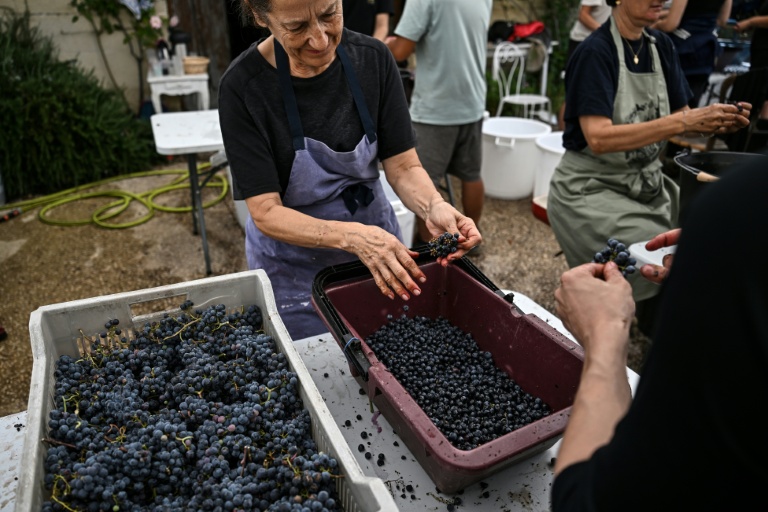 Des employés trient les grapes de raisin à la main pendant les vendanges au Château Coutet à Saint-Emilion, en Gironde, le 7 septembre 2026