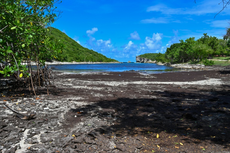 Plage de la Porte d'Enfer à Anse-Bertrand, en Guadeloupe,  envahie par les algues sargasses le 26 octobre 2019