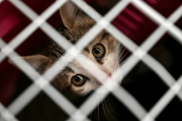 Un chaton errant capturé à Floirac, en Gironde, le 22 septembre 2026
