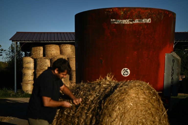 Un agriculteur prépare de la paille pour nourrir son bétail en raison du manque d'herbe de pâturage dû à la sécheresse, à Coutras, dans le sud-ouest de la France, le 22 septembre 2026