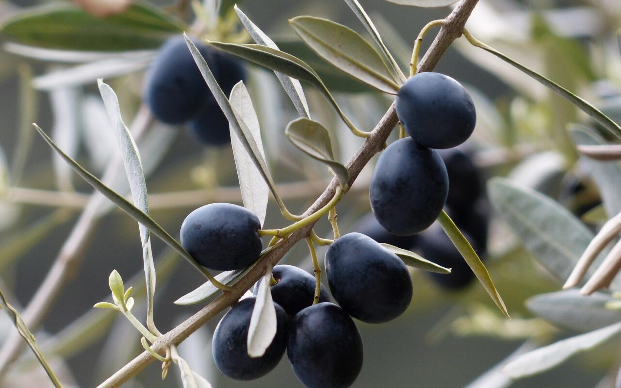 La production d’olives explose... grâce à la canicule !