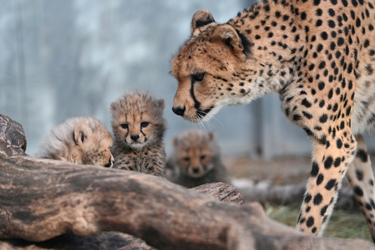 Des bébés guépards nés au zoo de Lunaret à Montpellier, avec  leur mère Bastet, le 22 octobre 2026 dans l'Hérault