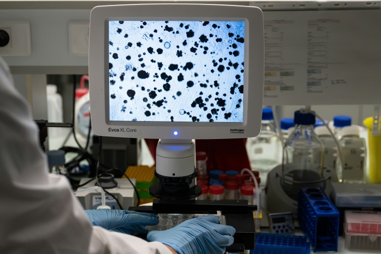 Une chercheuse étudie des organoïdes, de minuscules modèles de tumeurs cultivés à partir de prélèvements de patientes, le 8 octobre 2026 à Nantes