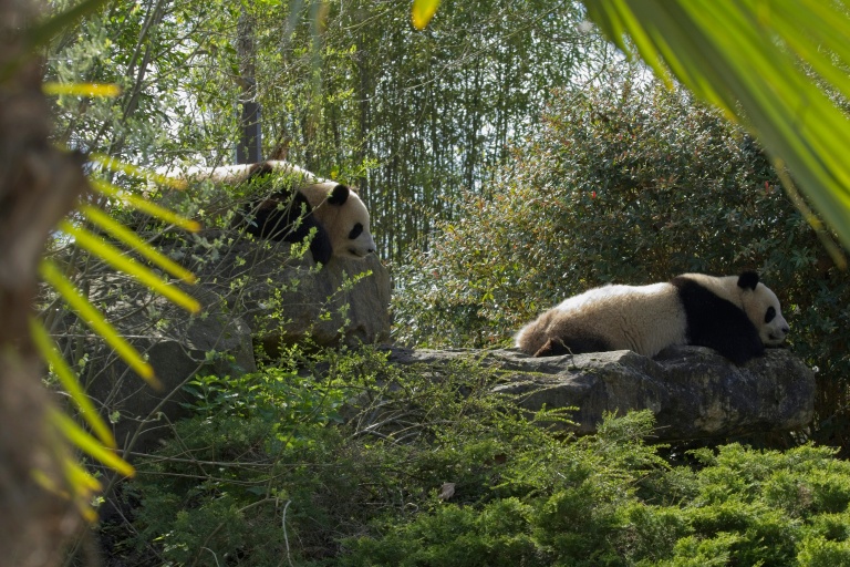 Les jumelles panda, Yuandudu et Huanlili, au zoo de Beauval à Saint-Aignan dans le Loir-et-Cher le 22 mars 2024