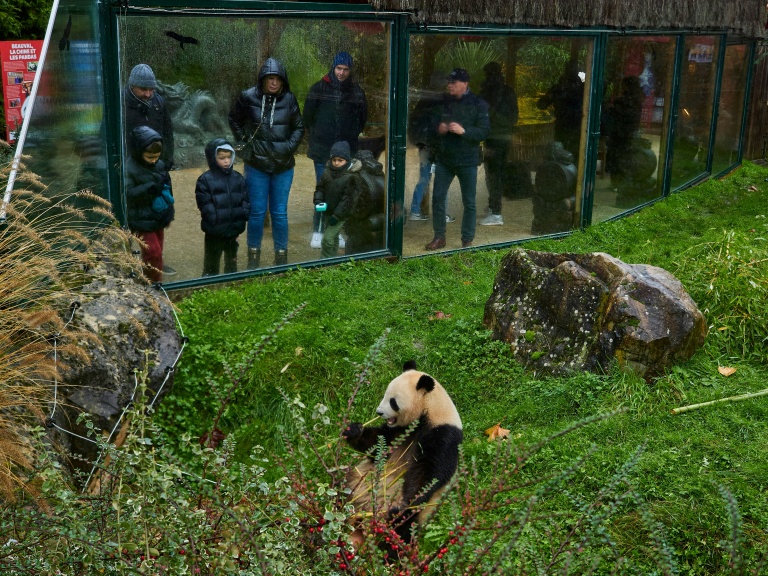 Visiteurs regardent un panda au ZooParc de Beauval à Saint-Aignan.