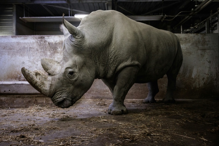 Le rhinocéros blanc Wami dans son enclos au Parc zoologique de Paris, le 20 octobre 2026