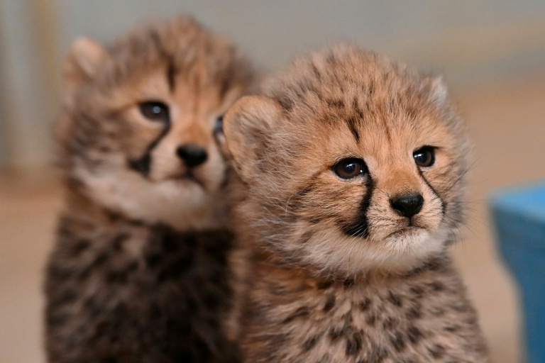 Des bébés guépards nés au zoo Ldu unaret à Montpellier, le 22 octobre 2026 dans l'Hérault