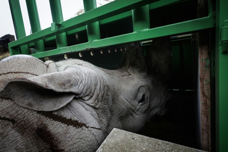 Wami, un rhinocéros blanc entre dans un conteneur de transport au Parc zoologique de Paris, le 20 octobre 2026