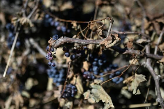 Des raisins sur une vigne montrant des signes de sécheresse en France.