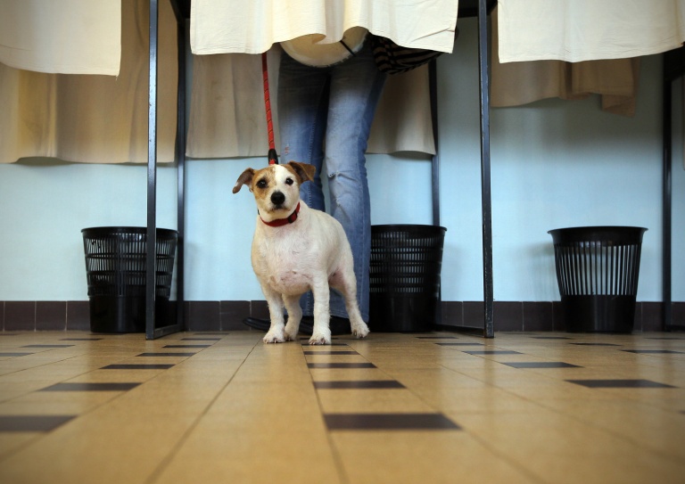 Un chien attend son propriétaire dans un bureau de vote pendant les élections.