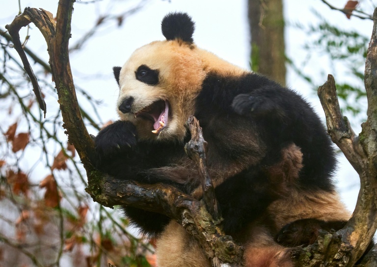L'une des deux jumelles panda, Yuandudu, au zoo de Beauval à Saint-Aignan dans le Loir-et-Cher le 23 novembre 2025