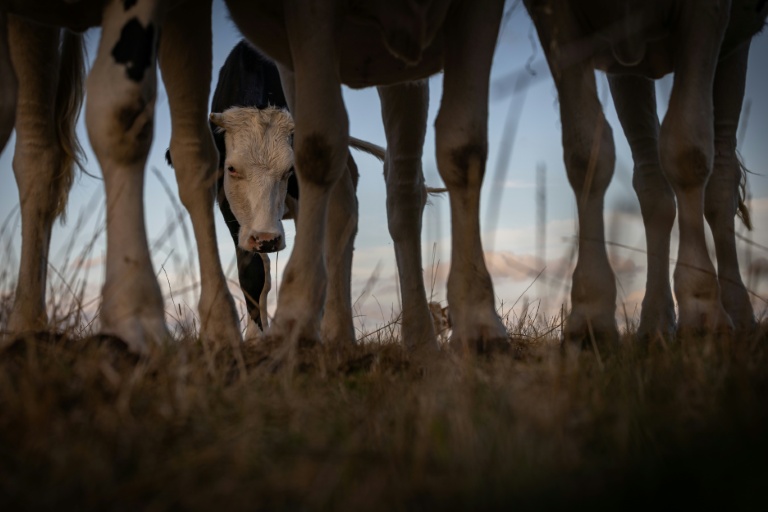 Le virus Shamonda a été identifié pour la première fois cet été en Europe, notamment en France, dans des exploitations bovines