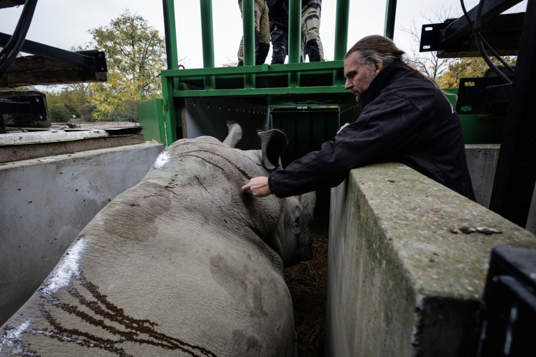 Alexis Lecu, directeur scientifique du Parc zoologique de Paris, administre un tranquillisant à Wami, un rhinocéros blanc dont la peau porte des traces de désinfectant, lors de son transfert vers un conteneur de transport au Parc zoologique de Paris, le 20 octobre 2026